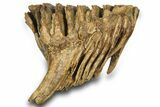 Fossil Woolly Mammoth Lower M Molar - Poland #372345-1